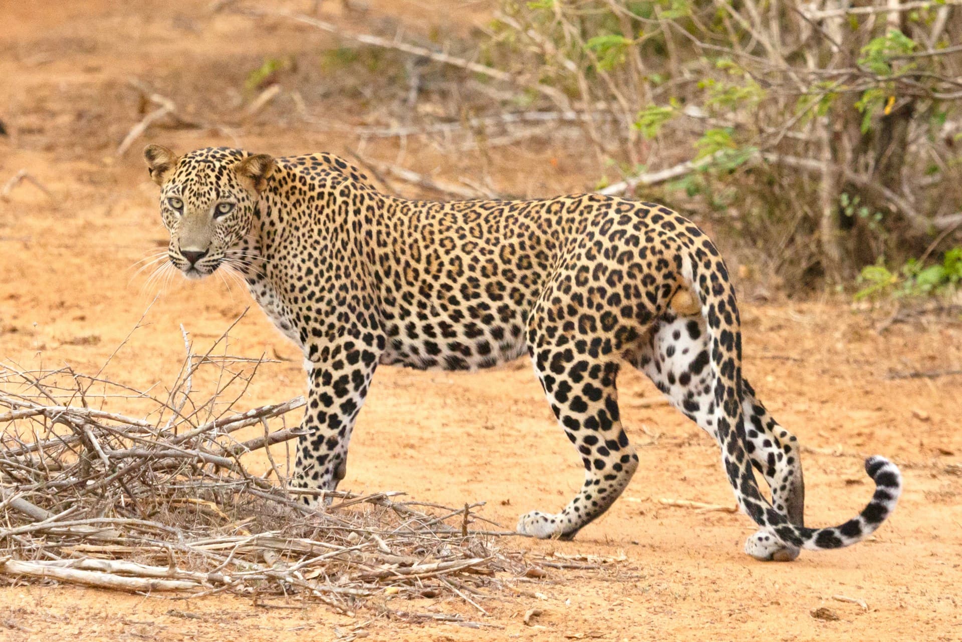 🦁 2-Days Safari Mikumi National Park from Zanzibar Island 🏝️