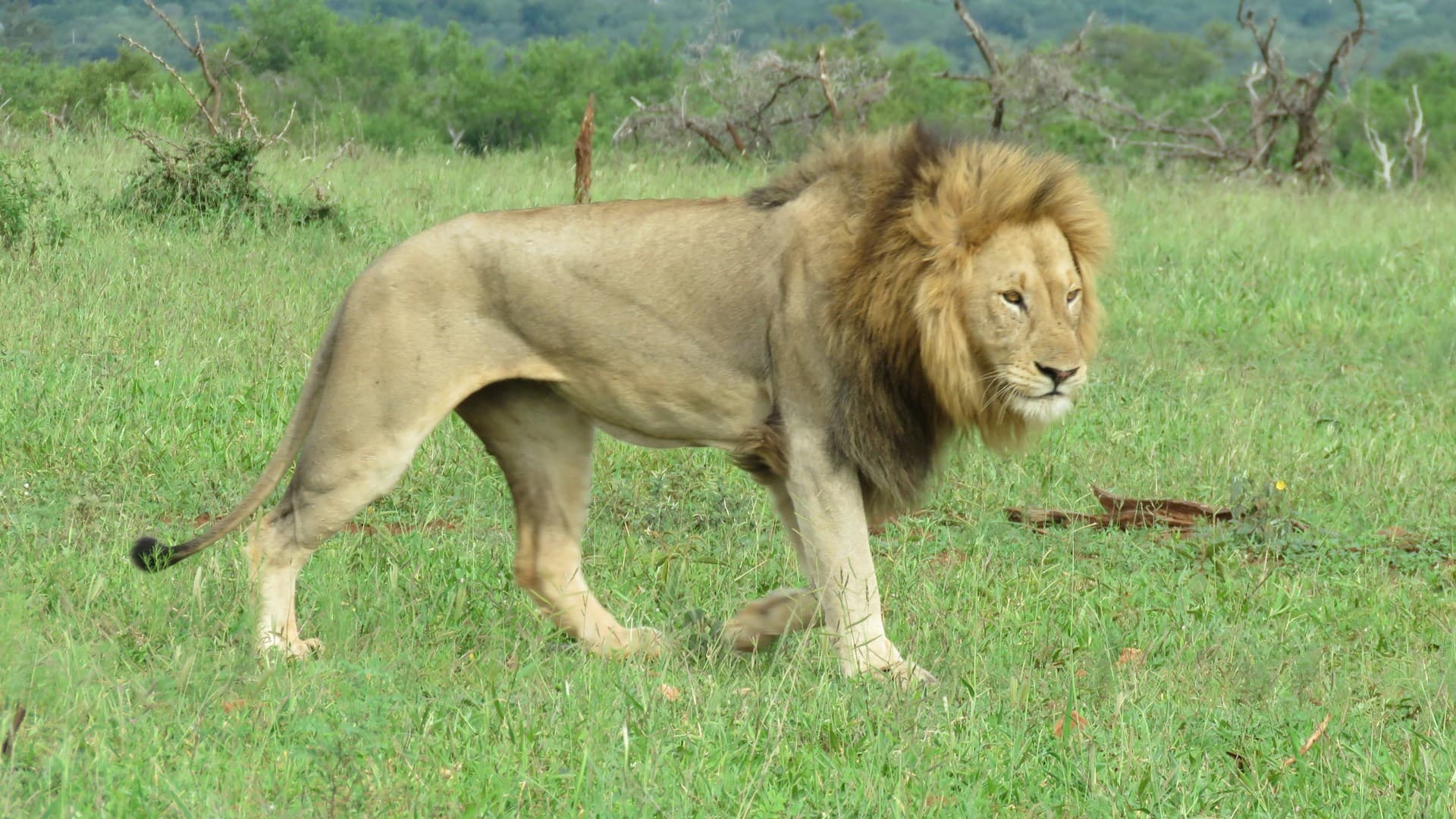 🦁 A Day Trip to Mikumi National Park from Dar es Salaam by Speed Train 🚆