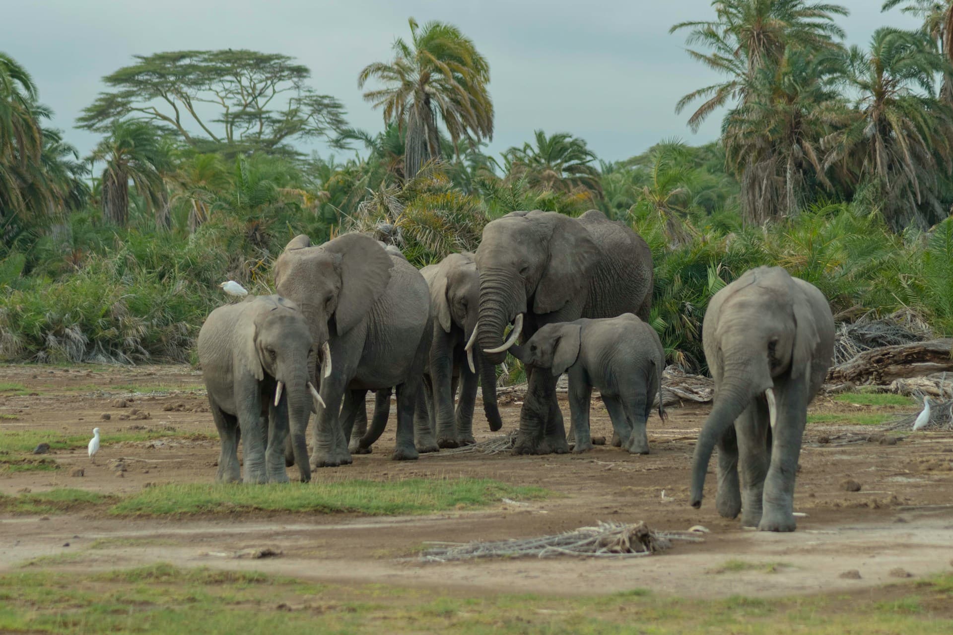 🦁 3-Days Mikumi National Park Midrange Safari 🦒