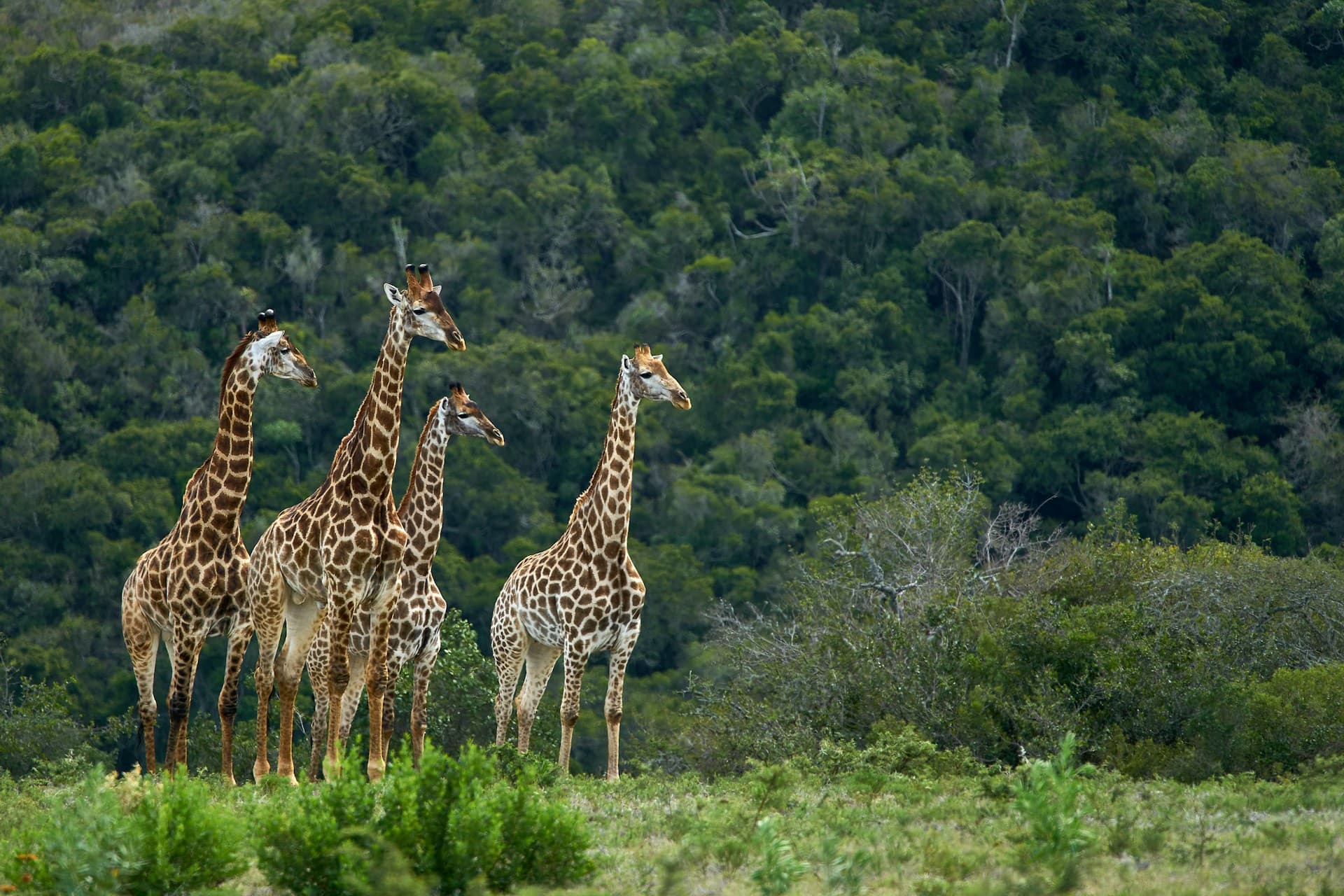 🐘 2 Days / 1 Night Safari Itinerary