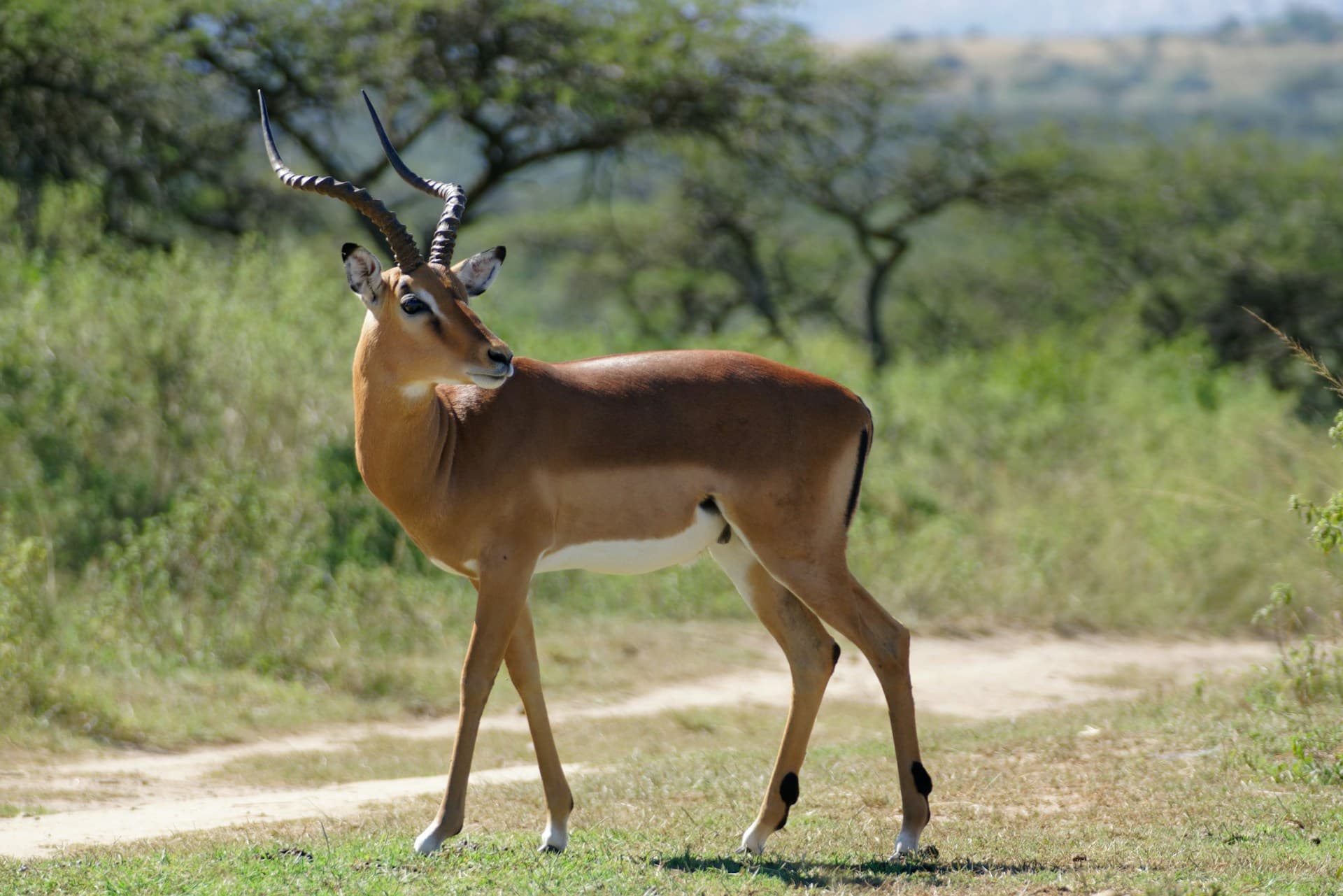 🏔️🦒 Full Itinerary: Kilimanjaro and Safari Camping