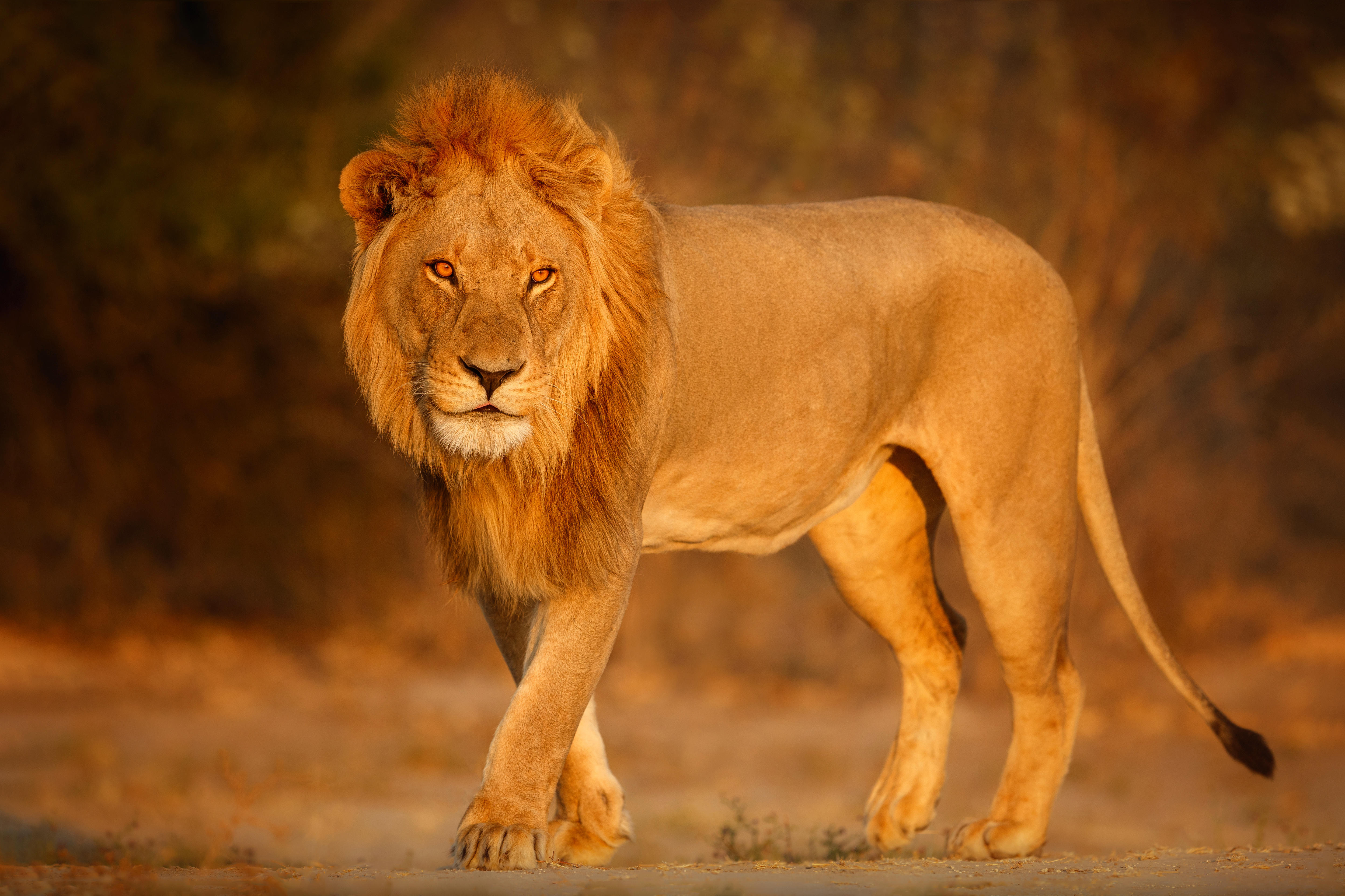 The Safari Superstars: Meeting Tanzania’s Iconic Big 5 (Your Ultimate Guide to Spotting Africa’s Most Legendary Animals)