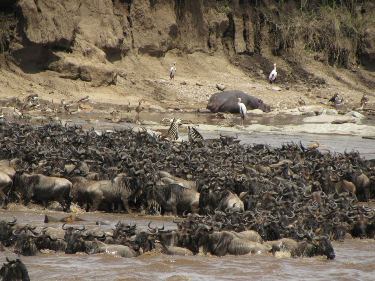 Thundering Hooves, Wild Hearts: Witnessing the Great Migration in Tanzania (Africa’s Most Epic Wildlife Spectacle)