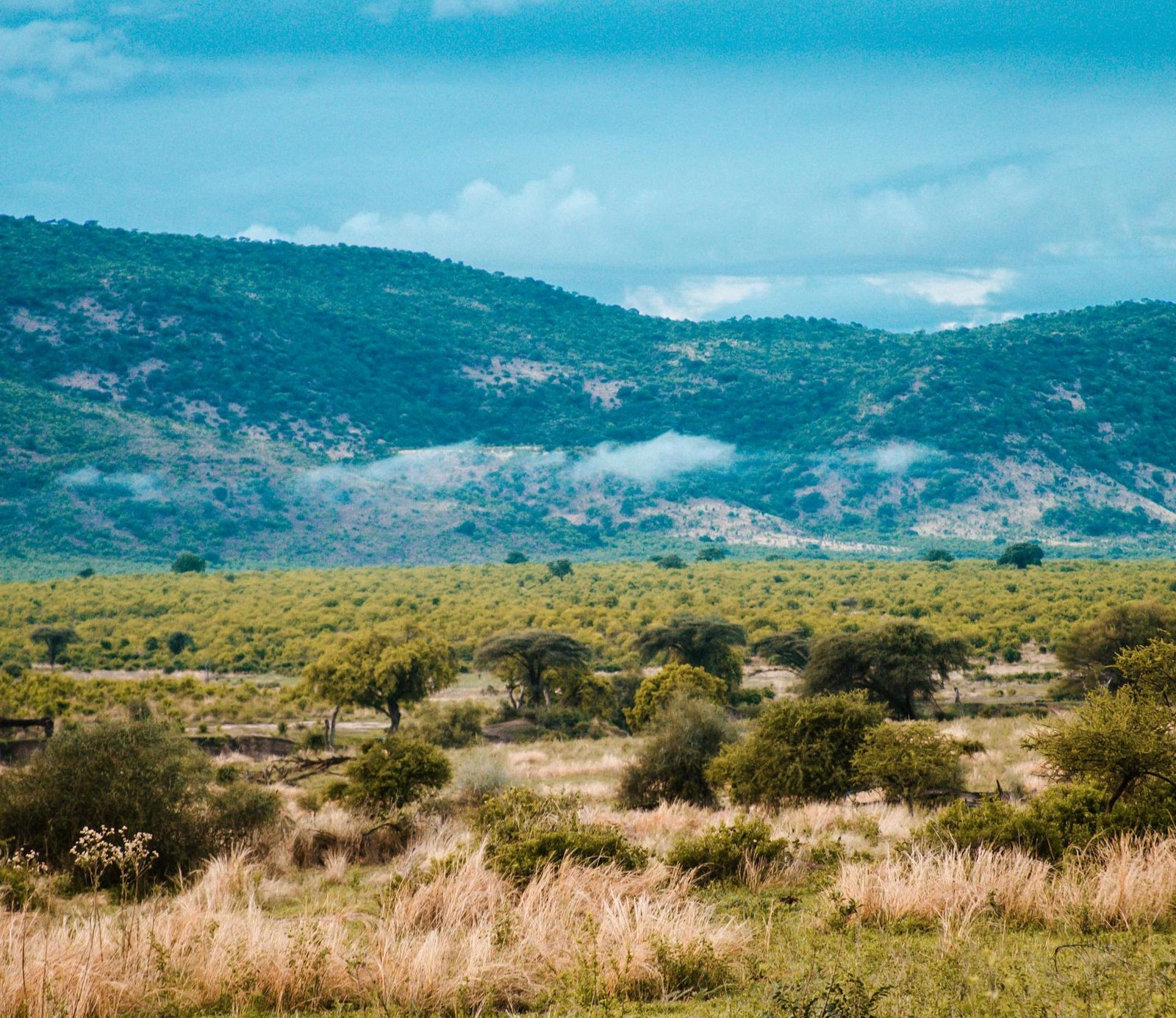 Misty Dreamscape: Lose Yourself in the Usambara Mountains (Tanzania’s Emerald Oasis for Hikers & Nature Lovers)