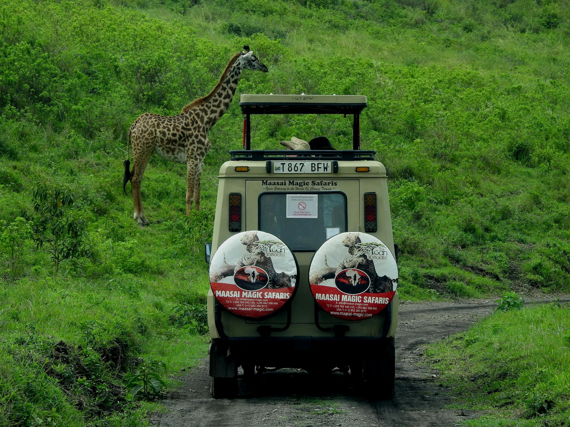 Golden Plains, Wilder Souls: What I Wish I Knew Before Serengeti (Your Ultimate Serengeti Guide & Prep Tips for an Unforgettable Safari)