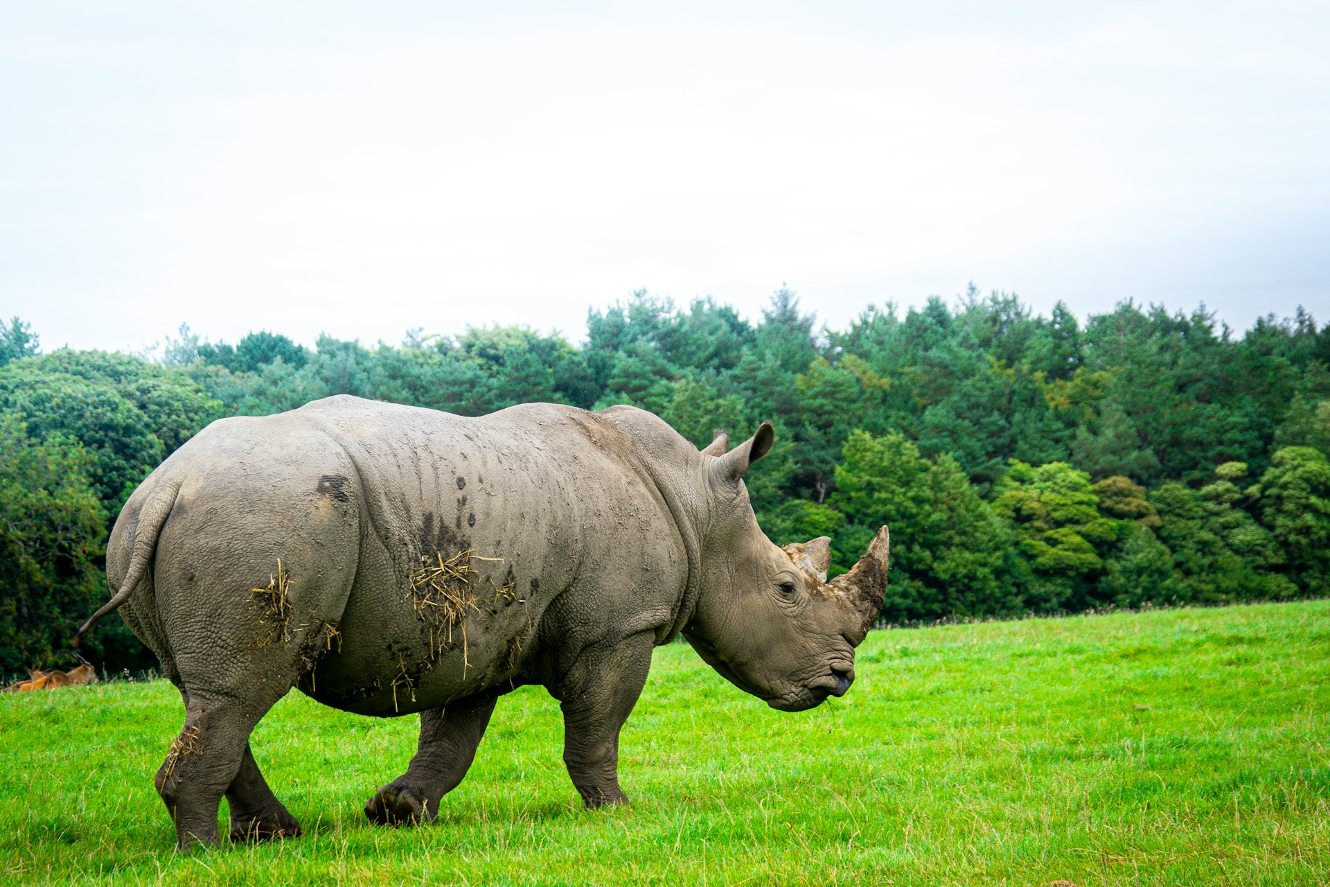 🦏 2-Nights / 3-Days Safari Trip to Mikumi National Park from Zanzibar 