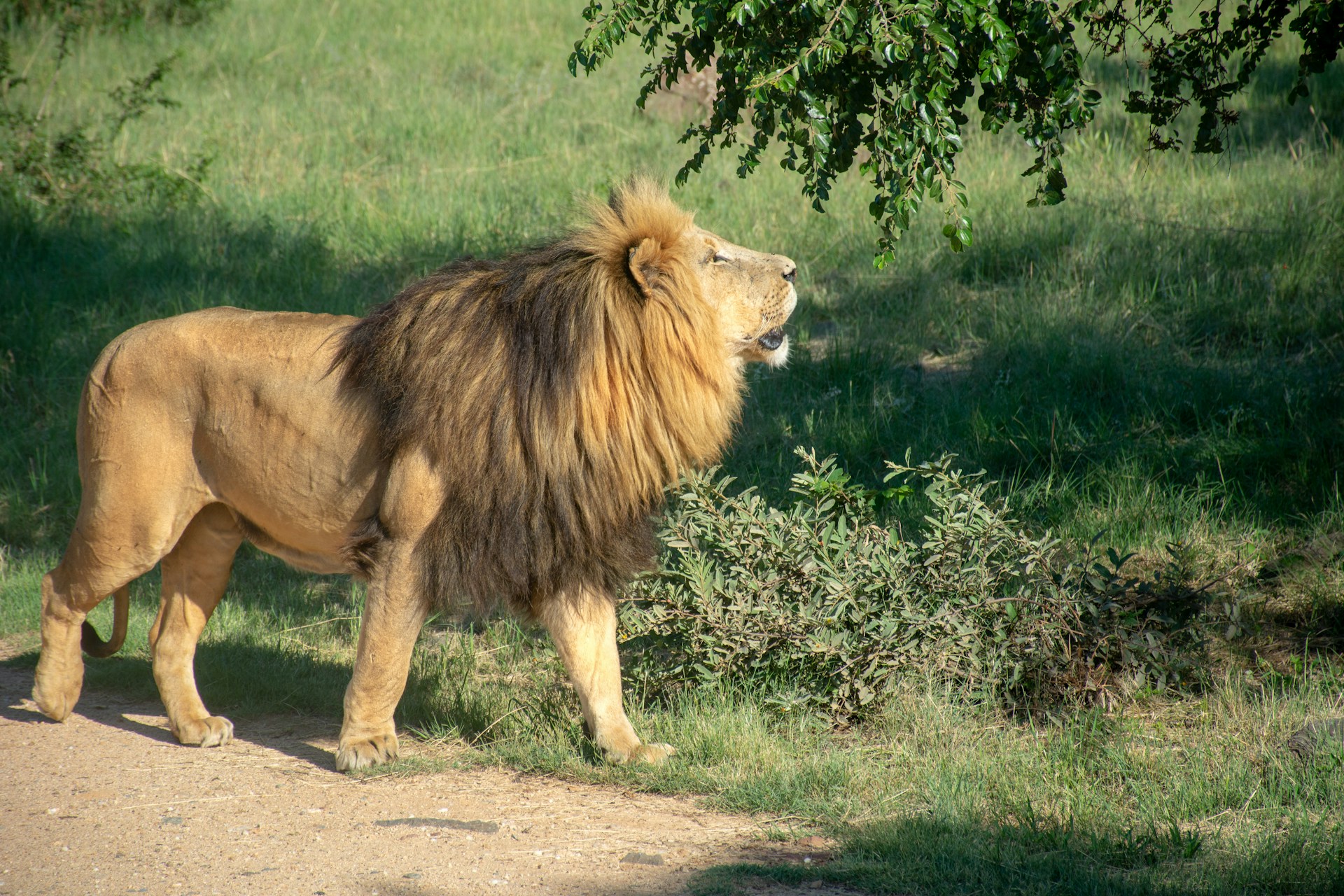🦁 2 Days / 1 Night Safari Itinerary